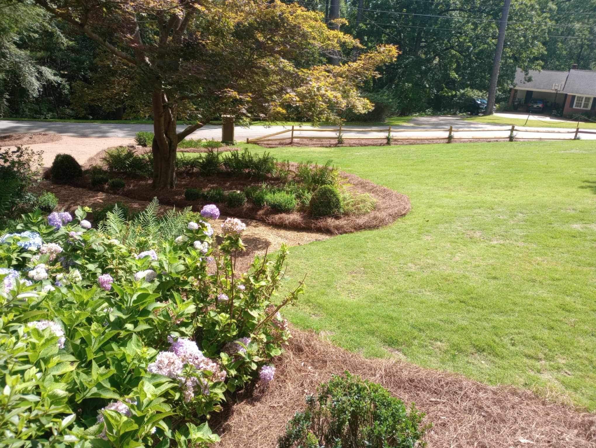 A freshly maintained property with new pine straw covering the ground around a tree and bushes.